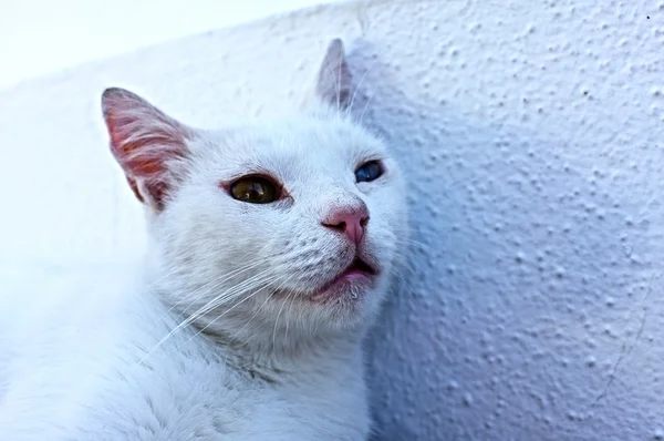White cat portrait — Stock Photo, Image