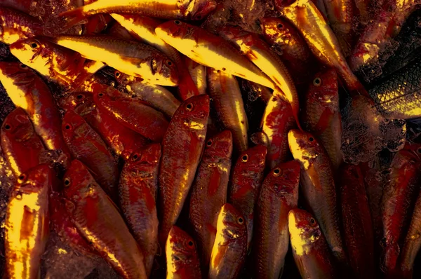 Νεκρά ψάρια στο στάβλο με μερικά αποτελέσματα — Φωτογραφία Αρχείου