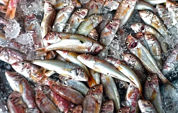 Tote Fische im Stall mit Folgen — Stockfoto