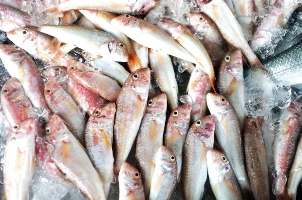 Leer peces salmonete en el puesto — Foto de Stock