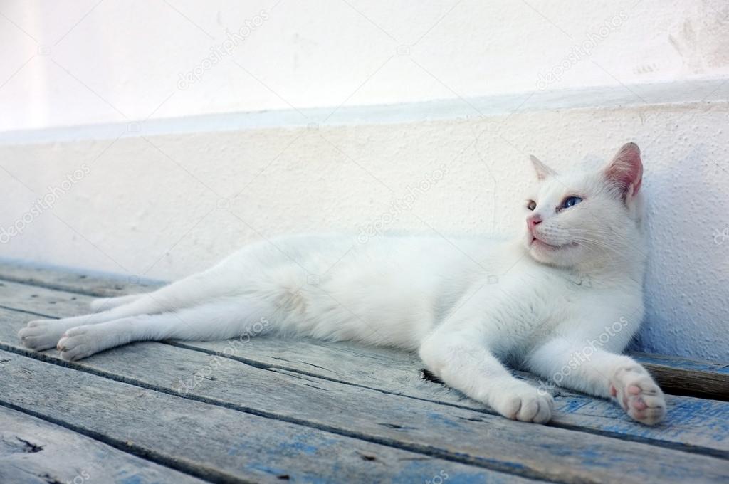 White cat laying down