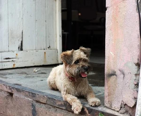 O cão está sentado à porta. — Fotografia de Stock