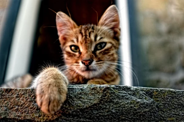 Gatito está descansando en el suelo — Foto de Stock