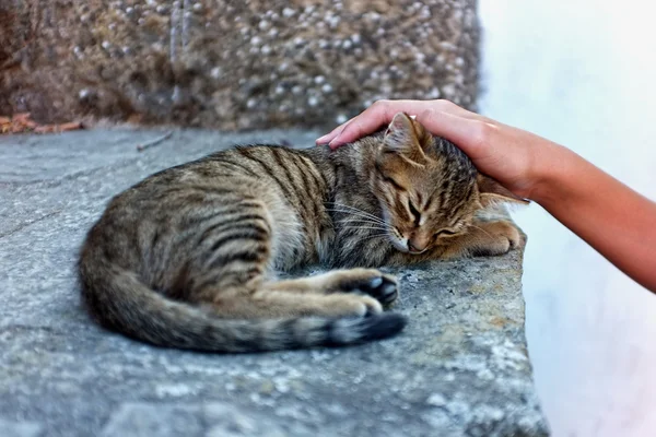 La personne caresse un chat — Photo