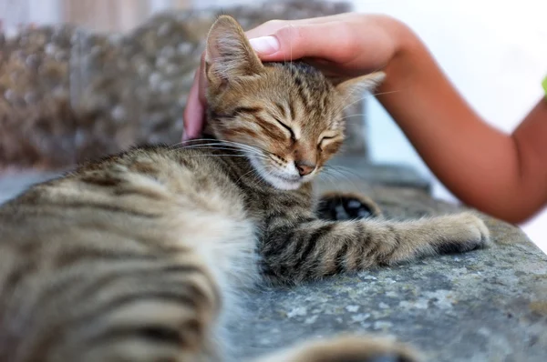Person is petting a cat — Stock Photo, Image