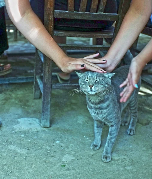 Les gens caressent un chat — Photo