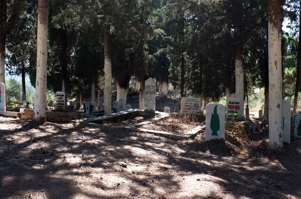 Mezarlık selvi ağaçları ile — Stok fotoğraf