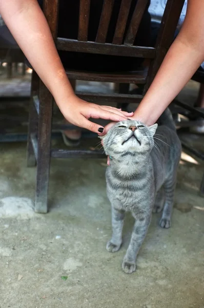 La gente acaricia a un gato — Foto de Stock