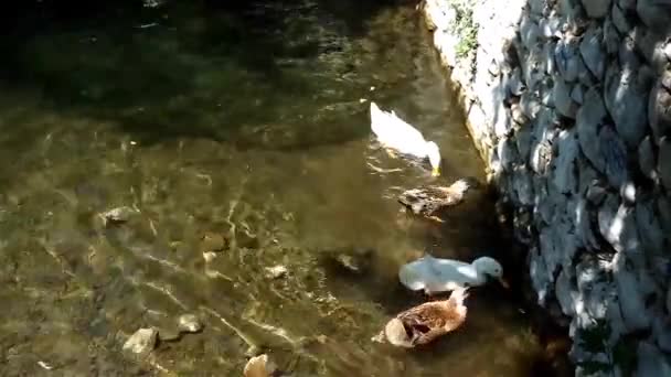 Krmení kachen v rybníku — Stock video