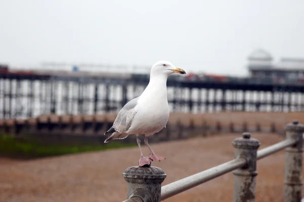 Seagull standing on metal bar — Φωτογραφία Αρχείου