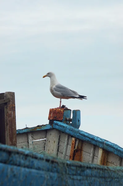 Seagull standing on boat — стокове фото