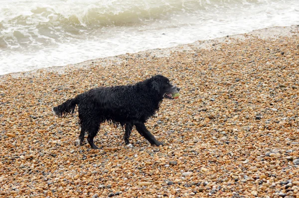 Cão preto único jogando na praia — Fotografia de Stock