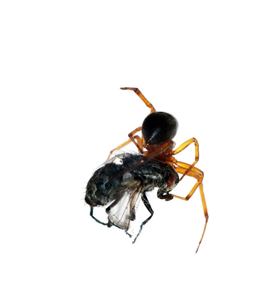 Spinne tötet ihre Beute — Stockfoto
