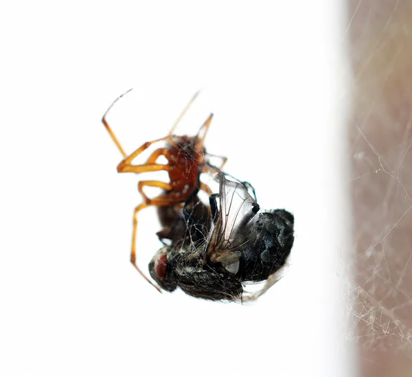 Spinne tötet ihre Beute — Stockfoto