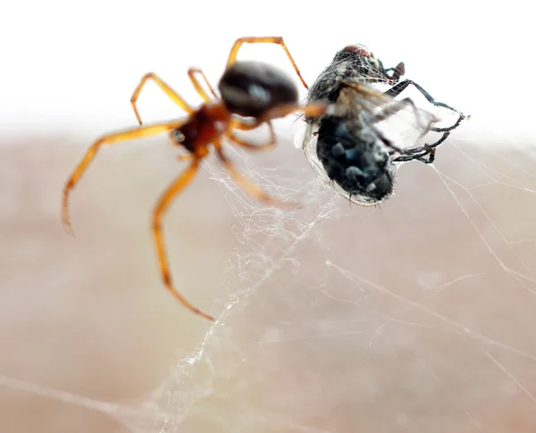 Spider matando a su presa — Foto de Stock