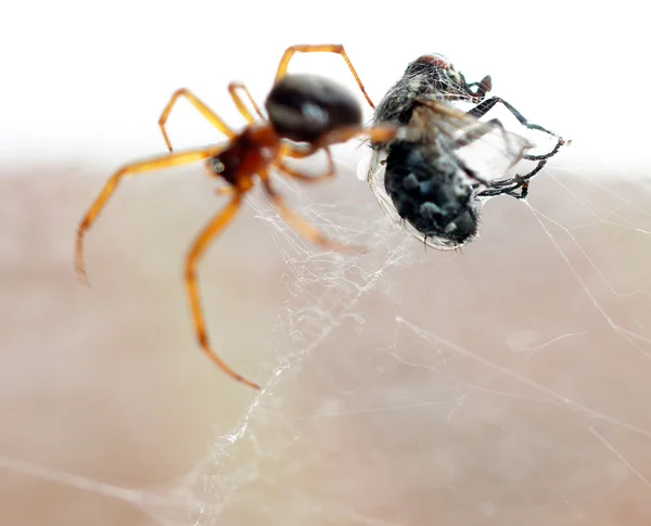 Spinne tötet ihre Beute — Stockfoto