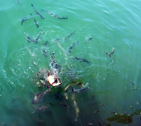 Fish herd eating bread in water — Stock Photo, Image