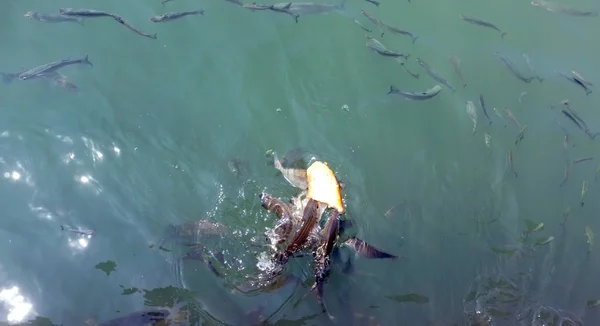 Troupeau de poissons mangeant du pain dans l'eau — Photo