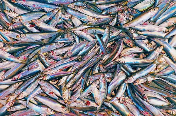 Group of dead fish — Stock Photo, Image