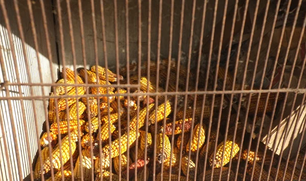 Dry sweet corns food for farm animals — Stock Photo, Image