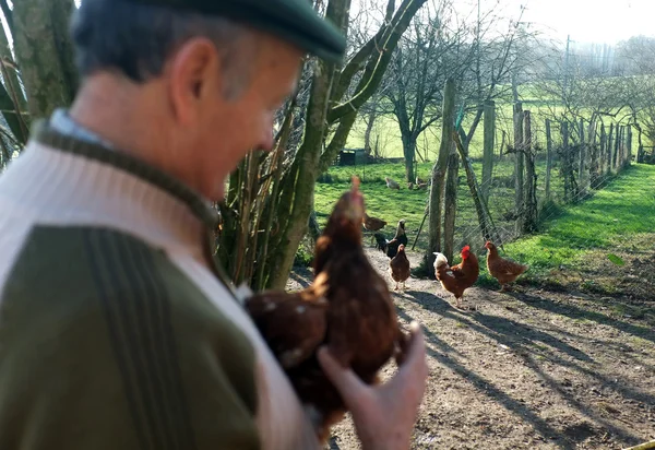 French farmer holding a chicken — Stock Photo, Image