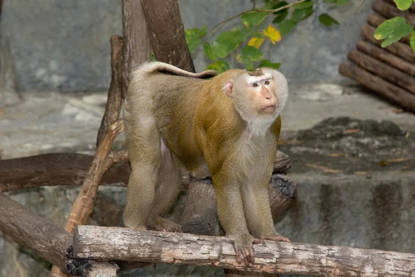 Rhesus makaak monkey — Stockfoto