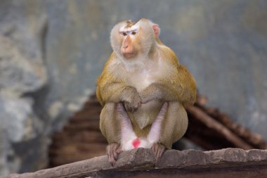 Rhesus makak maymunu