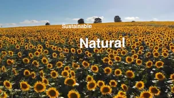 Sonnenblumenfeld Feldaufnahmen Bei Sonnenuntergang Luftaufnahme Lokal Natürlich Nachhaltig — Stockvideo
