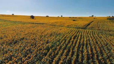 Ayçiçeği tarlası. Gün batımında saha görüntüleri. Hava görüntüsü. Yerel, doğal, sürdürülebilir.