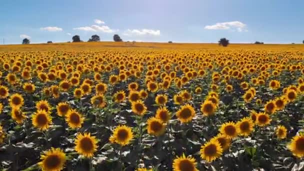 Sunflower field. Field footage at sunset. Aerial shot. Local, natural, sustainable.
