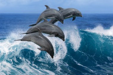 Dolphins Leaping From Wave In The Ocean clipart