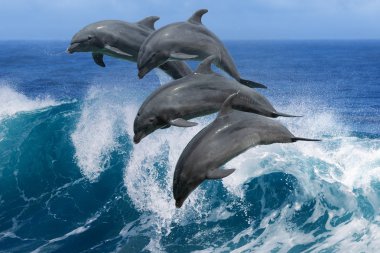 Dolphins Leaping From Wave In The Ocean clipart