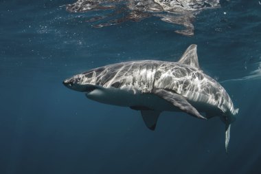Pasifik Okyanusu Closeup portre Büyük Beyaz Shark