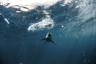 Pasifik Okyanusu Closeup portre Büyük Beyaz Shark