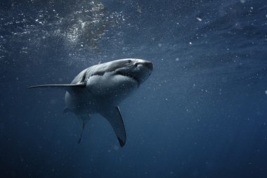 Pasifik Okyanusu Closeup portre Büyük Beyaz Shark