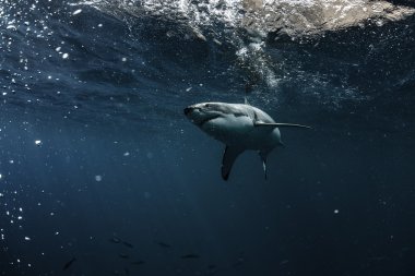 Pasifik Okyanusu Closeup portre Büyük Beyaz Shark