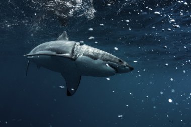 Pasifik Okyanusu Closeup portre Büyük Beyaz Shark