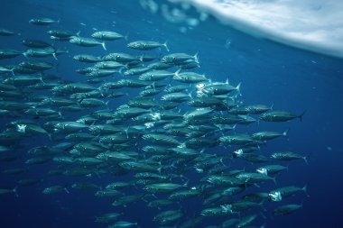 Mavi okyanus su altında balık büyük balık sürüsü