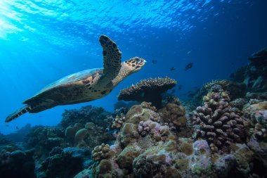 Sualtı deniz kaplumbağası okyanus güzel ortamda