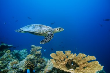 Maldivler Hint Okyanusu'nda Deniz Kaplumbağası Sualtı