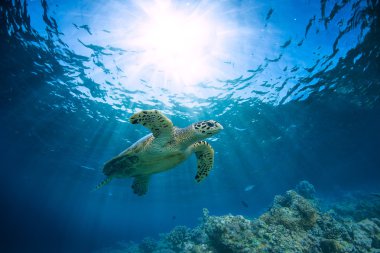 Maldivler Hint Okyanusu'nda Deniz Kaplumbağası Sualtı