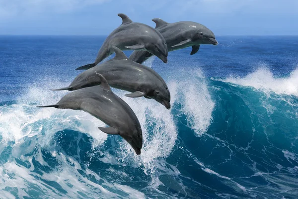 Dolphins Leaping From Wave In The Ocean — Stock Photo, Image