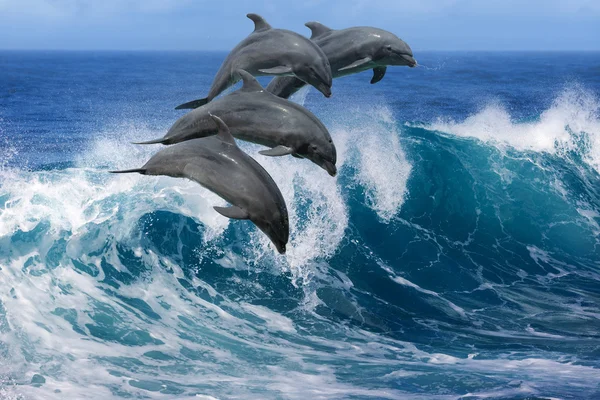 Delfiner som hoppade från Wave i havet — Stockfoto