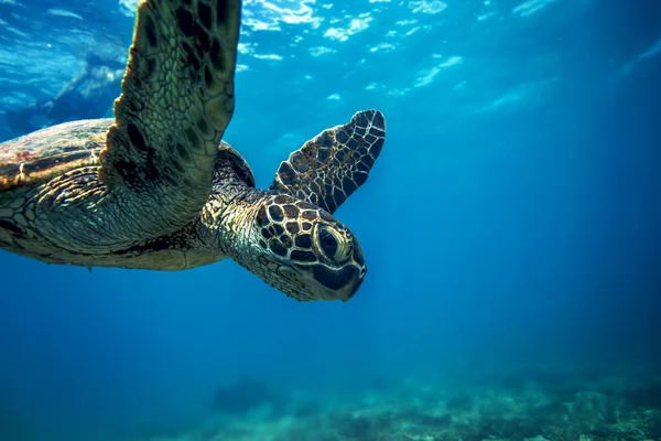 Подводная морская жизнь в океане Крупный план Portait of Turtle — стоковое фото