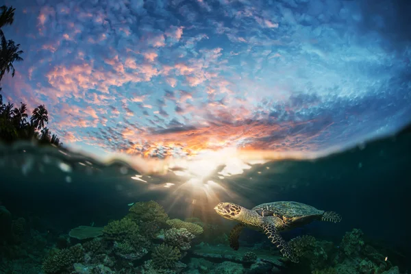 Kaplumbağa Portait okyanusta Sualtı Deniz Yaşamı — Stok fotoğraf