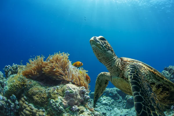 Unterwasserlebewesen. Schildkröte und Roter Anemonenfisch — Stockfoto