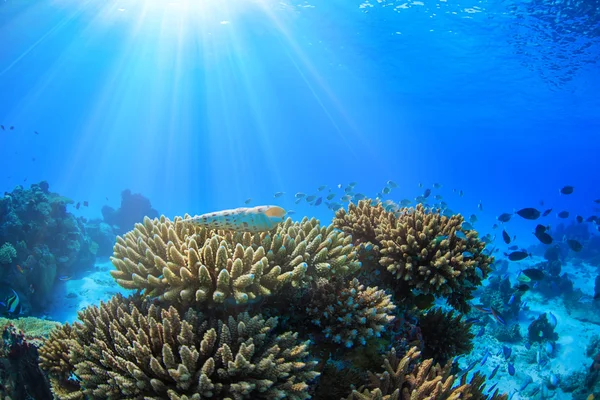 Mavi okyanus su arka plan ile Maldivler Parlak Corals — Stok fotoğraf