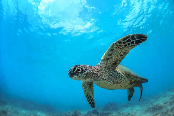 Hawaiianische Meeresschildkröte unter Wasser im Pazifik — Stockfoto