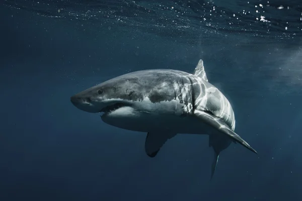 Grande tubarão branco no Oceano Pacífico — Fotografia de Stock