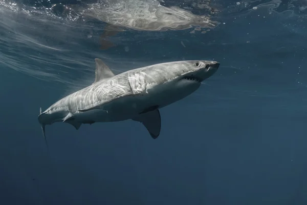 Grand requin blanc dans l'océan Pacifique Gros plan portrait — Photo